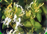 中草药材:金银花植物彩色图片